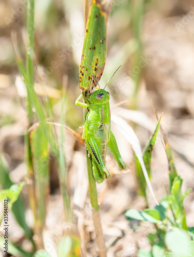 Two-striped grasshopper (Melanoplus bivittatus) 4th Instar Nymph Perched in a Russian Olive in Colorado