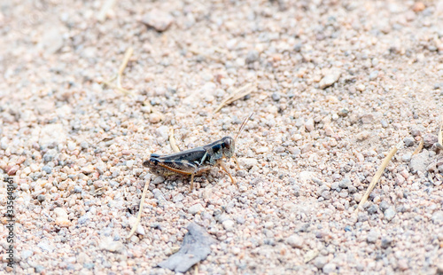 Gladston's Spur-throat Grasshopper (Melanoplus gladstoni) Perched on the Ground on Gravel in Colorado © RachelKolokoffHopper