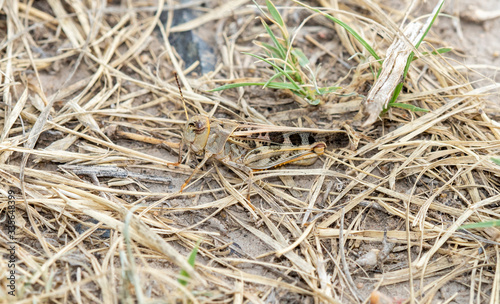 Wrinkled Grasshopper (Hippiscus ocelote) Perched on the Ground in Dried Vegetation in Eastern Colorado