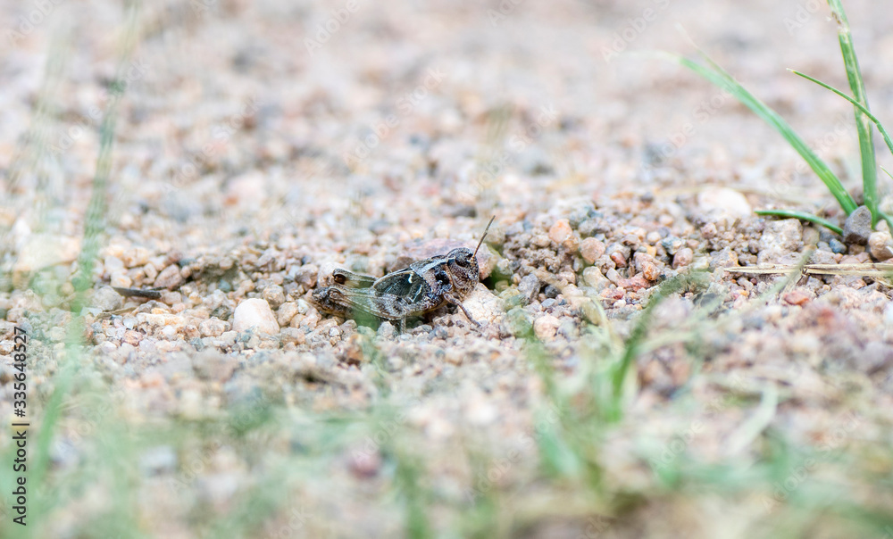 White-whiskered Grasshopper Nymph (Ageneotettix deorum) Perched on Gravel on the Ground in Eastern Colorado