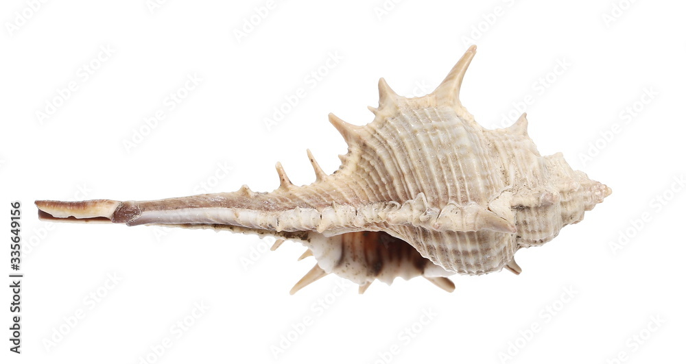 Sea shell isolated on white background Sea shell isolated on white background