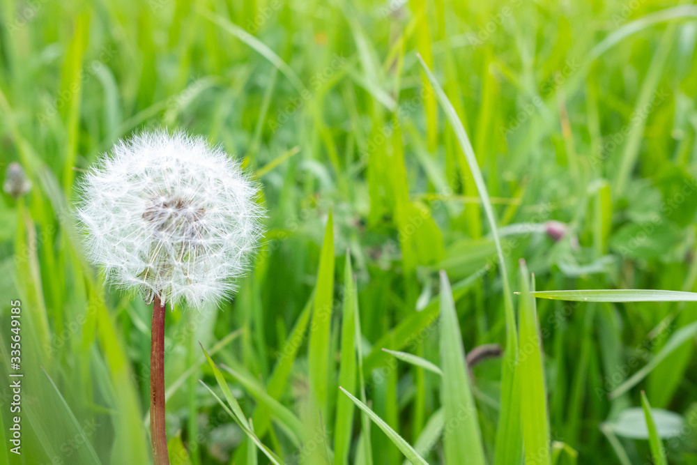 Fototapeta premium Fresh seeds dandelion on a green meadow