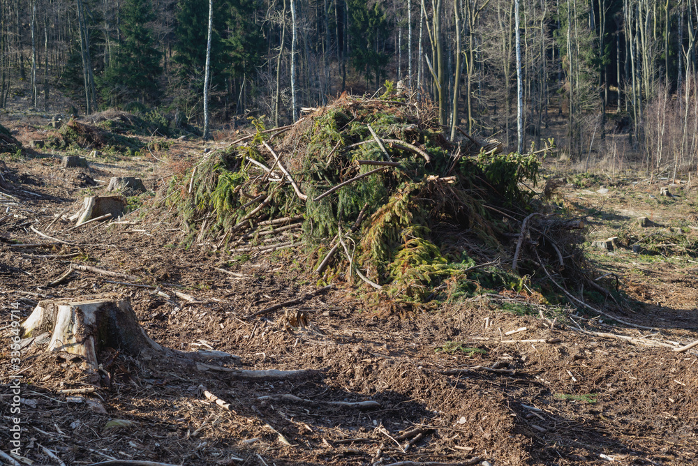 Forest cut trees logging pine spruce, branches cut down pile clearing Forest cut trees logging pine spruce, branches cut down pile clearing