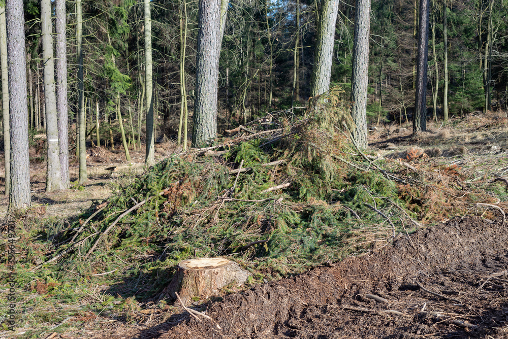 Forest cut trees logging pine spruce, branches cut down pile clearing Forest cut trees logging pine spruce, branches cut down pile clearing