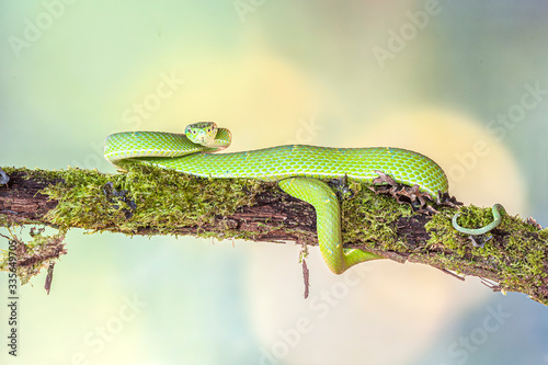 Side-striped Palm Pitviper Bothriechis lateralis  photo