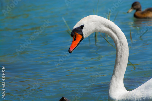 Fototapeta Naklejka Na Ścianę i Meble -  Mute swan in an European freshwater lake