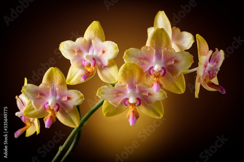 Bright yellow with pink spots blooming orchid on a dark brown background. Home and garden flowers