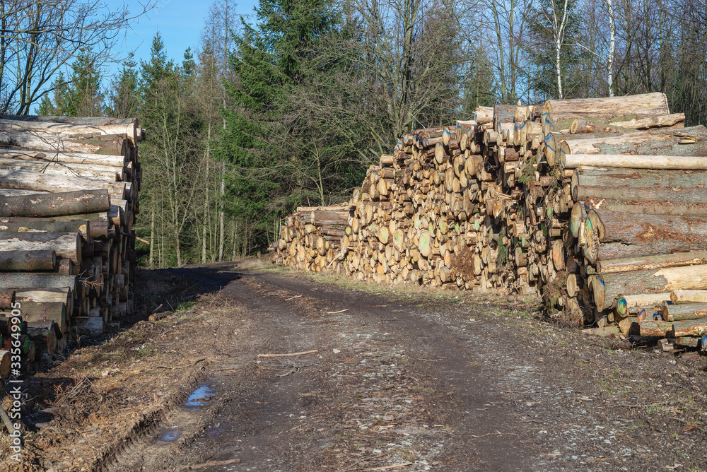 Log stack cut timber wood heap in forest, woodpile Log stack cut timber wood heap in forest, woodpile