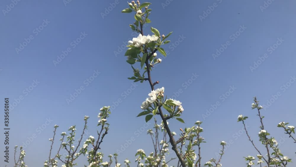 Pear tree branch in bloom on a windy day Pear tree branch in bloom on a windy day
