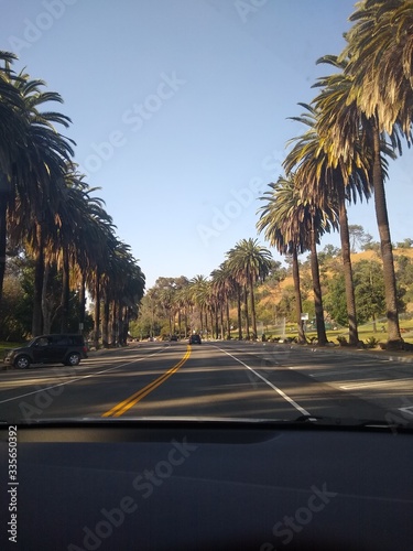 palm trees on the road