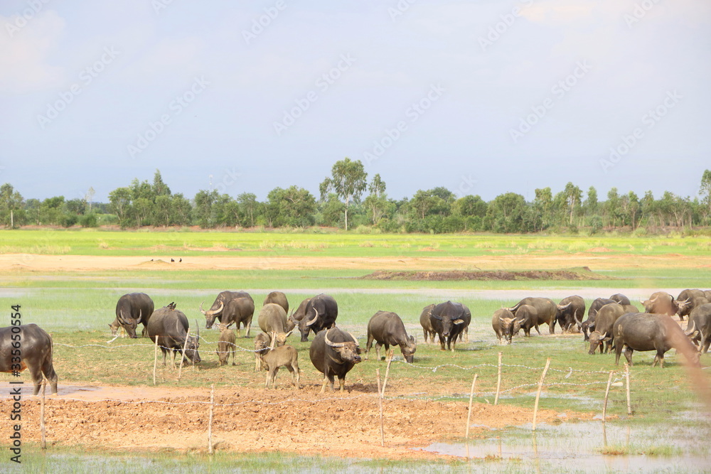Group of big black Asia buffalo eating grass in green field have water have bird around with nature view in Thailand Group of big black Asia buffalo eating grass in green field have water have bird around with nature view in Thailand