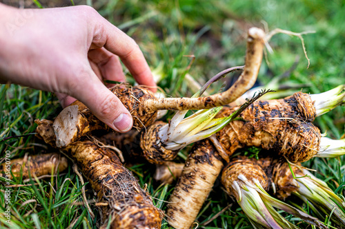 Valokuvatapetti Green grass closeup view with hand holding touching dug up horseradish root in w