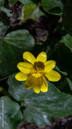 yellow flower in water