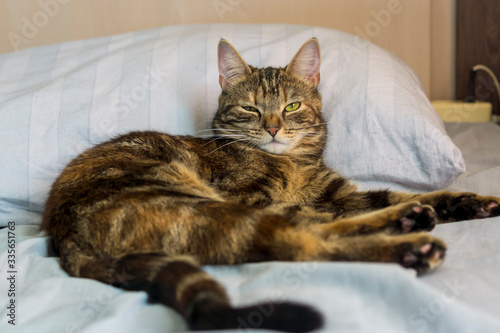 Foto Sleeping on the bed young cat peeps with one eye