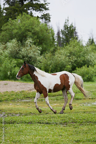Ranch Horse © Terri Cage 