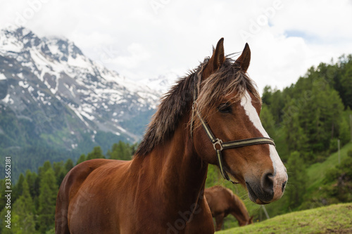 Curly mane brown horse grazing on pasture in Switzerland. Alpine mountain and forest landscape in the background