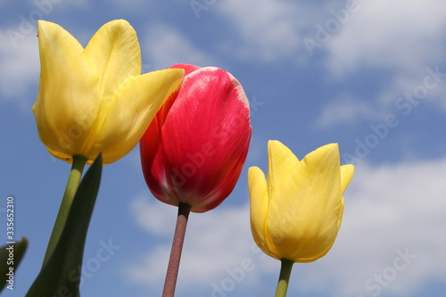 a group of three yellow and red flowering tulips and blue sky with clouds in the background closeup in springtime