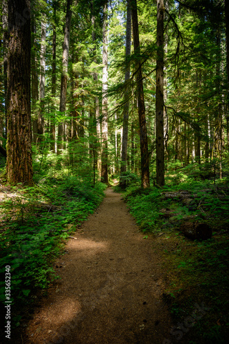 Wide Dirt Trail Through Pine Forest
