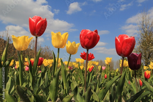 a group yellow and red flowering tulips in a garden in the netherlands at a sunny day in springtime and a blue sky with clouds
