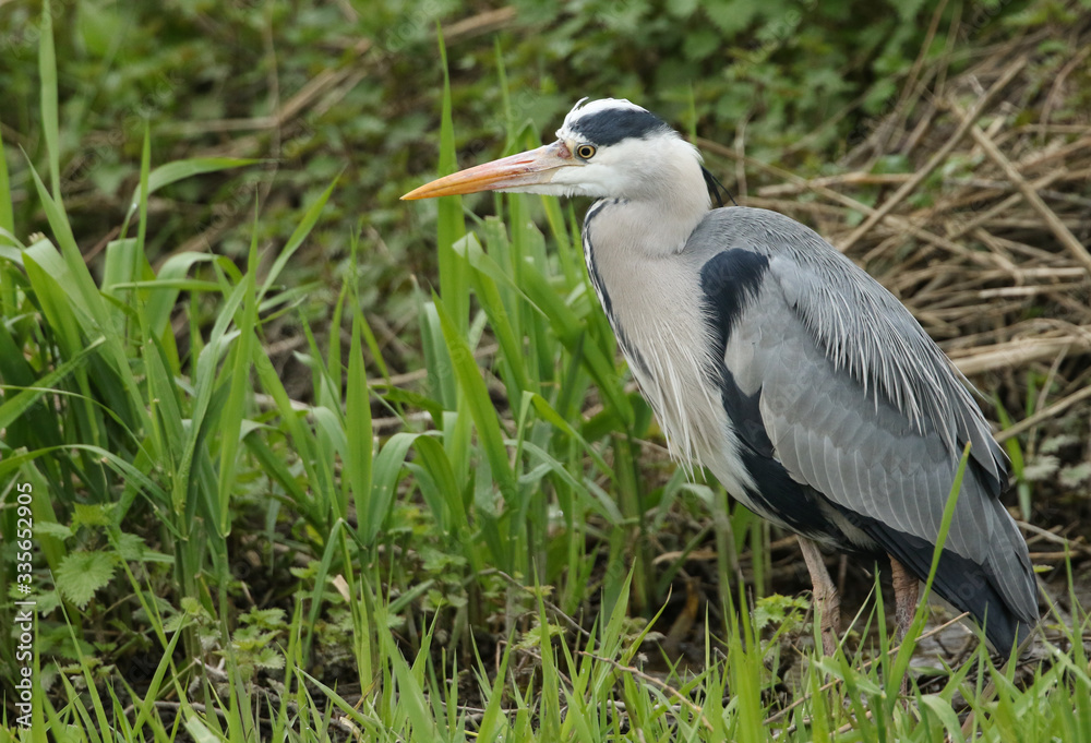Naklejka premium A magnificent hunting Grey Heron, Ardea cinerea, standing at the bank of a river.