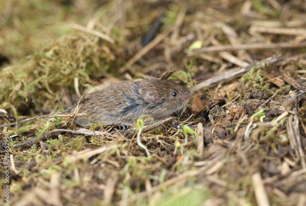 A cute Field or Short-tailed Vole, Microtus agrestis, emerging from its nest in a field in the UK. A cute Field or Short-tailed Vole, Microtus agrestis, emerging from its nest in a field in the UK.