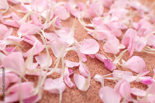 Pink Carnation Petals Texture, Dianthus or Schabaud Background photo