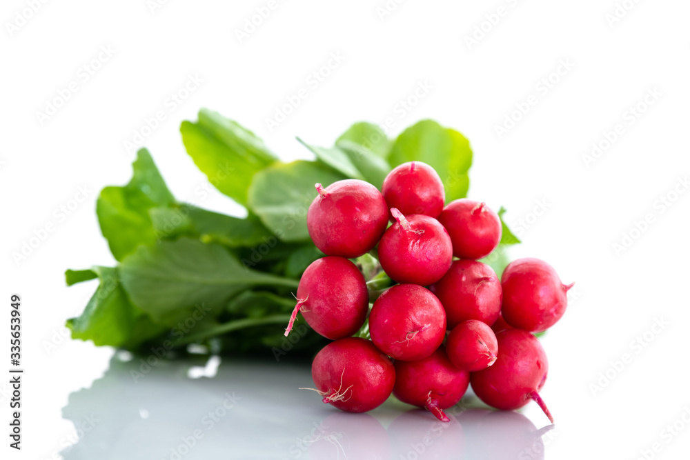 Obraz premium Fresh red organic radishes on white background