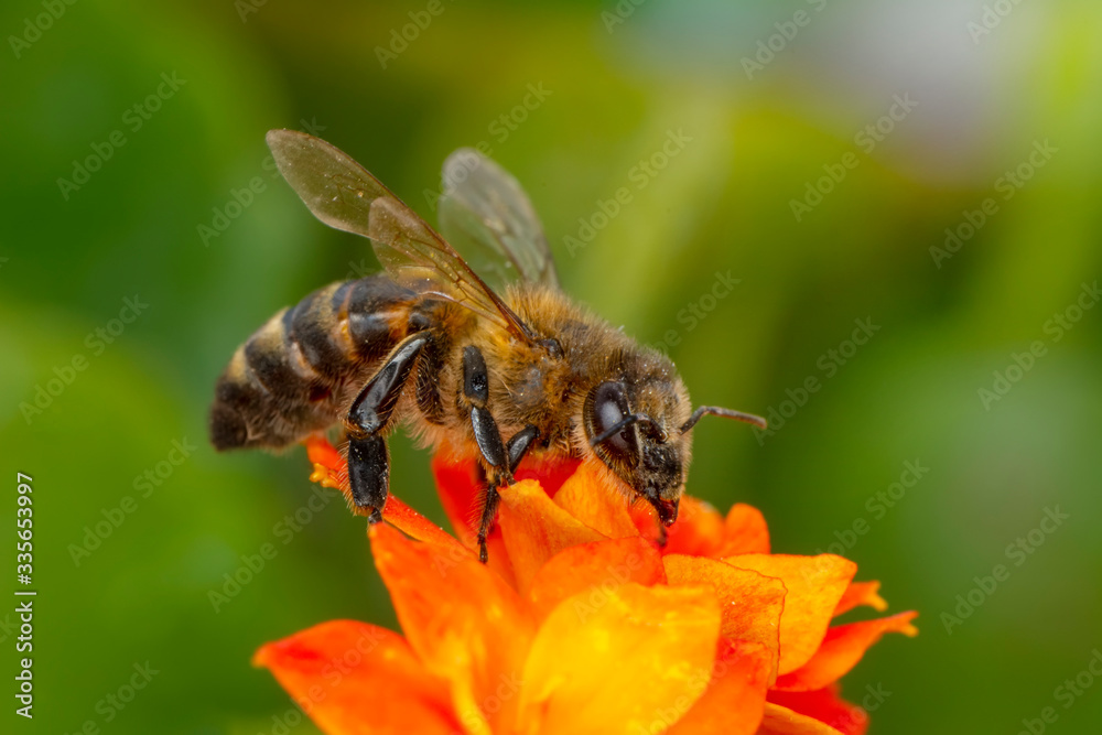 Beautiful Bee macro in green nature Beautiful Bee macro in green nature