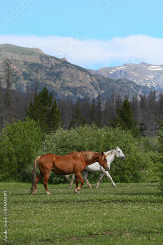 Mountain Horse © Terri Cage 
