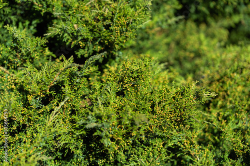 green bush closeup