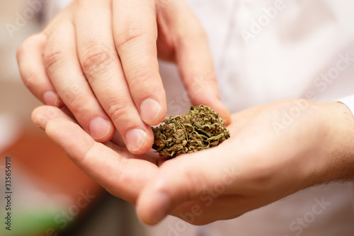 Male doctor holding green dried cannabis bud in his hand.