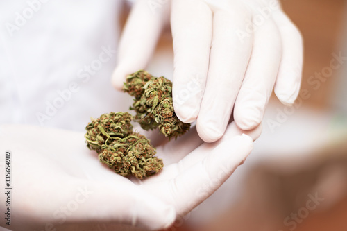 Male hands in medical gloves holding two green dried cannabis buds.