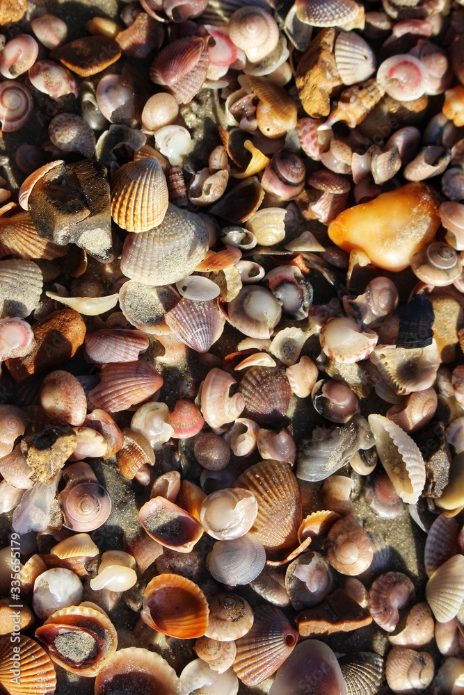 seashells on the beach seashells on the beach