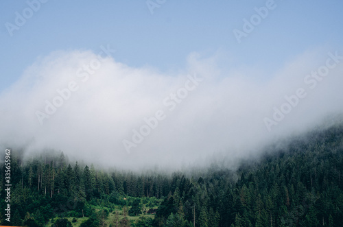 Mountains in the fog  forest and mountain trees