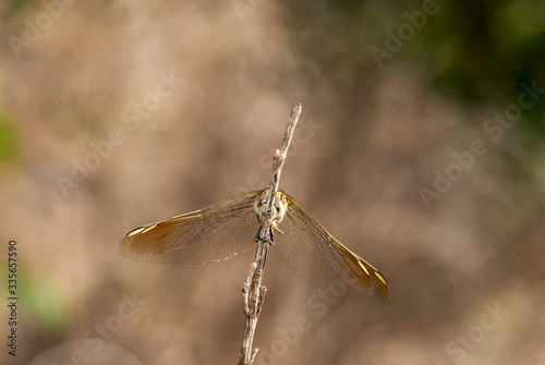 A selective-focus macro image of a dragonfly, which is facing the camera as it clings to the end of a twig  the background is blurred natural brown and green tones. © Jude