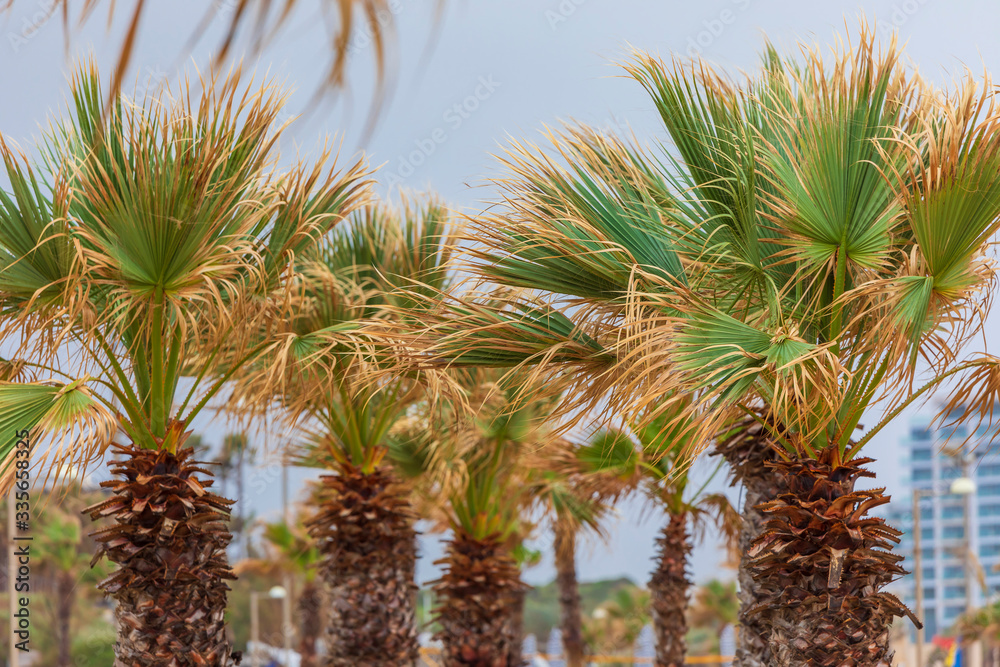 Palm trees in stormy weather on the beach