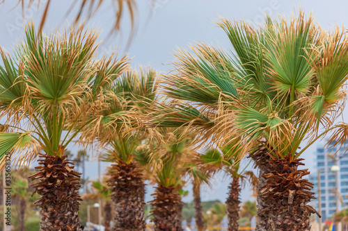 Palm trees in stormy weather on the beach