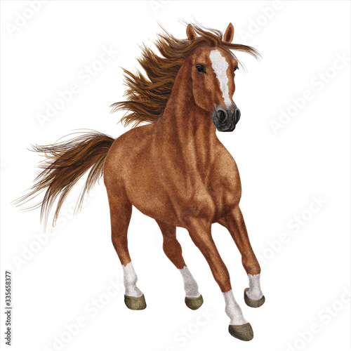cheval  animal  brun  t  te  ferme  portrait    talon  nature  chevalin  mammif  re  amoureux des chevaux  blanc  sauvage  poney  isol    galop  beau  courir  cheval  champ  crin  jument    t    beaut    pou