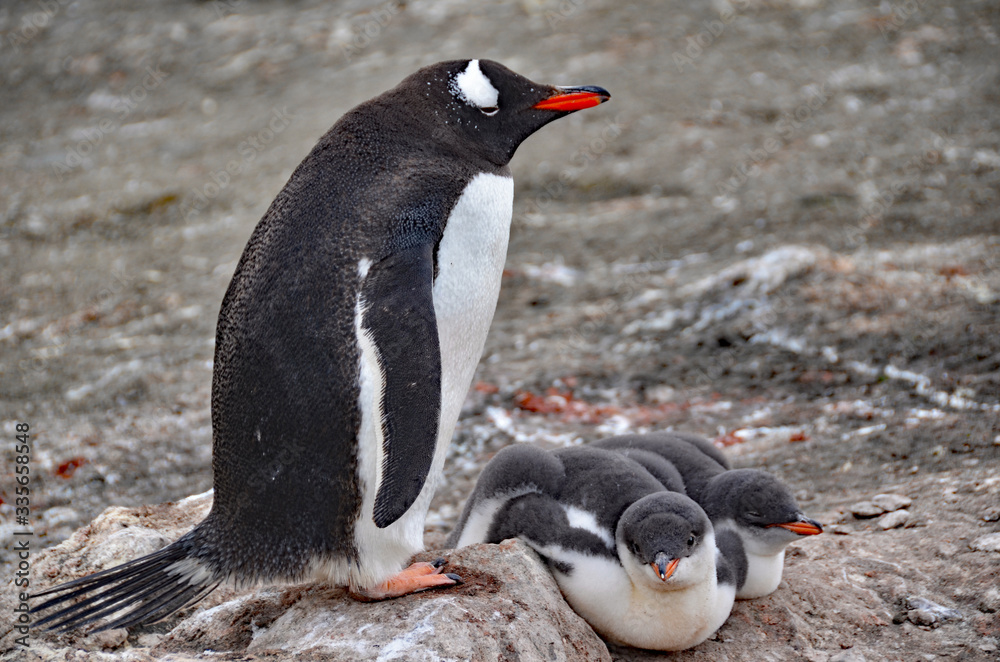 Fototapeta premium gentoo penguin family