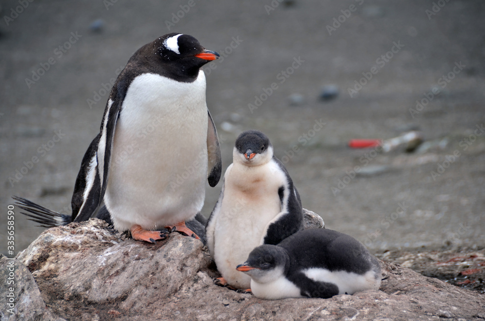 Naklejka premium Aitcho Islands