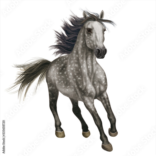 cheval, animal, gris , étalon, isolé, blanc, galop, courir, course, ferme, mammifère, chevalin, sauvage, amoureux des chevaux, nature, crin, arabe, jument, poney, puissance, andalou, liberté, brun, be