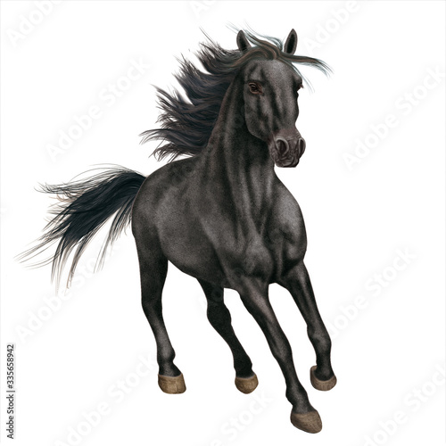 cheval, noir, étalon, animal, isolé, blanc, galop, courir, course, nature, mammifère, chevalin, ferme, sauvage, amoureux des chevaux, brun, crin, arabe, liberté, jument, champ, beauté, beau, été