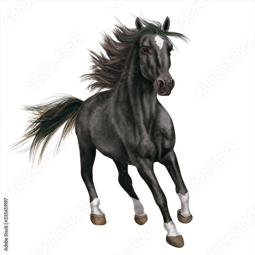 cheval  animal    talon  noir  isol    blanc  galop  courir  course  mammif  re  ferme  nature  chevalin  amoureux des chevaux  sauvage  brun  arabe  crin  jument  gratuit  libert    de race  beau  beaut  