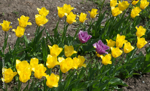 Row of bright yellow tulip flowers on garden flower bed.