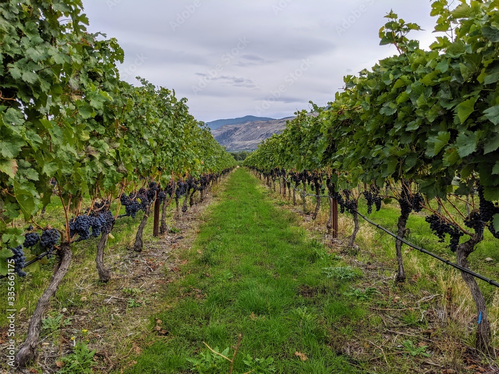 Rows of grape vines at winery in Canada