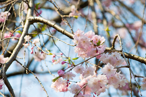 pink cherry blossom © AKIRA
