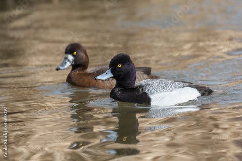 male Lesser scaup duck photo