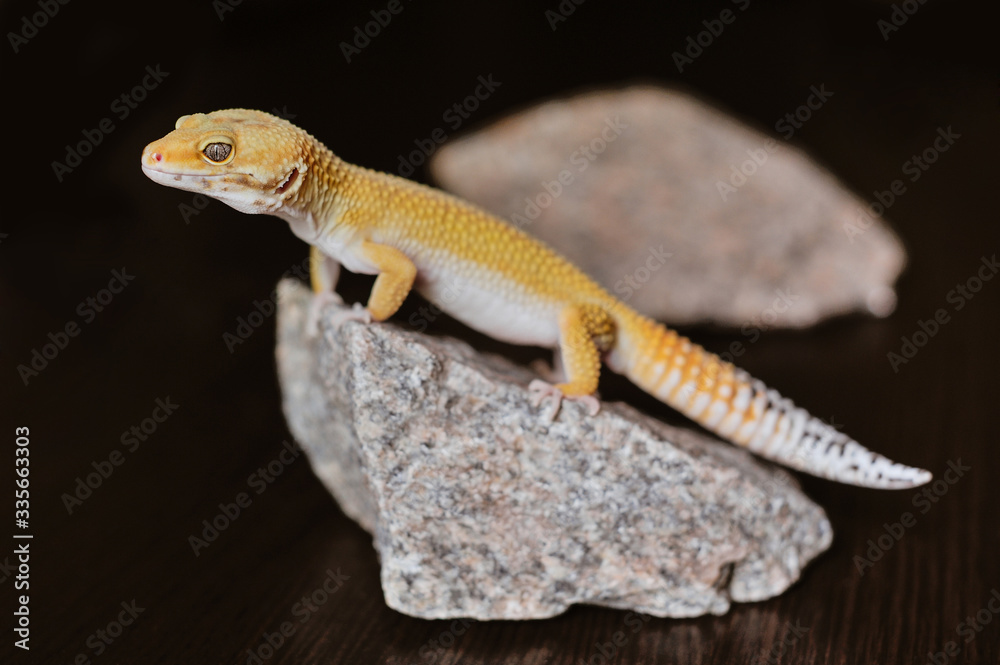 Fototapeta premium Cute exotic pet reptile gecko Leopard Gecko-eublepharis in selective focus. Artificial lighting.