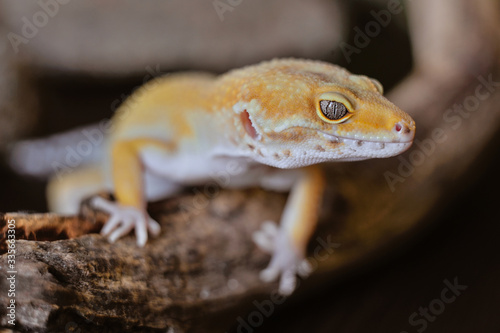 Cute exotic pet reptile gecko Leopard Gecko-eublepharis in selective focus. Artificial lighting.