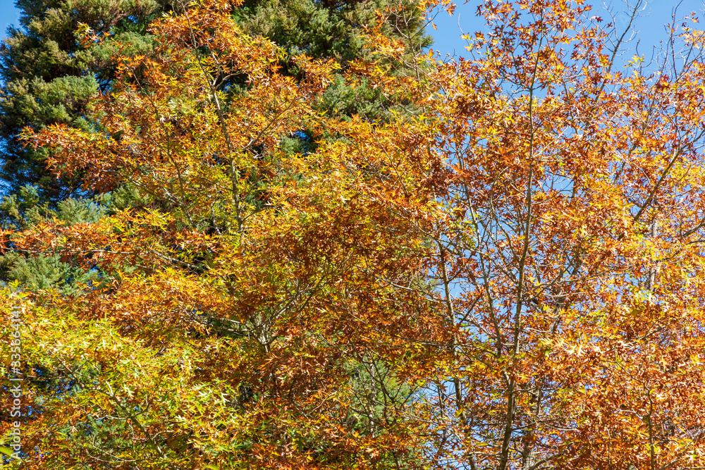 Autumn trees leaves changing color with the season Autumn trees leaves changing color with the season